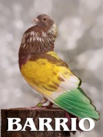 /album/palomos-ganadores/a1337332944-barrio-jpg/