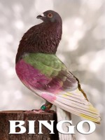 /album/palomos-ganadores/a1337333081-bingo-jpg/