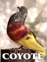 /album/palomos-ganadores/a1337333218-coyote-jpg/